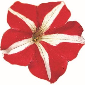 Falcon Red_White